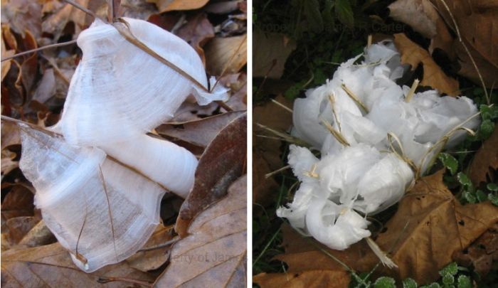 frost flowers