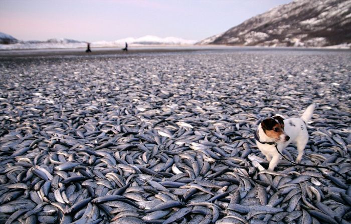 Shoal of herring frozen after a harsh wind, Norwegian Bay, Qikiqtaaluk Region, Nunavut, Canada, Arctic ocean