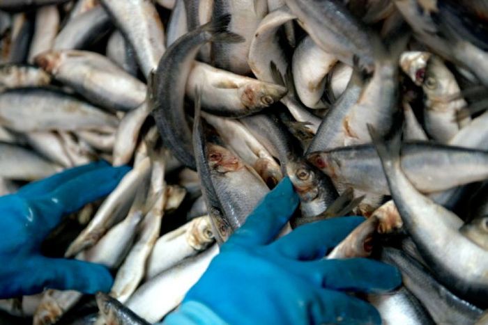 Shoal of herring frozen after a harsh wind, Norwegian Bay, Qikiqtaaluk Region, Nunavut, Canada, Arctic ocean