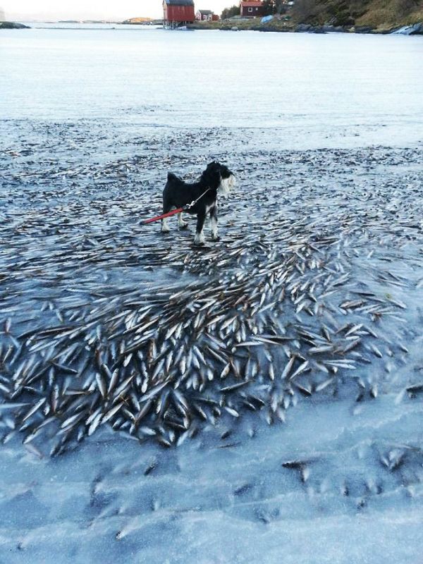 Shoal of herring frozen after a harsh wind, Norwegian Bay, Qikiqtaaluk Region, Nunavut, Canada, Arctic ocean