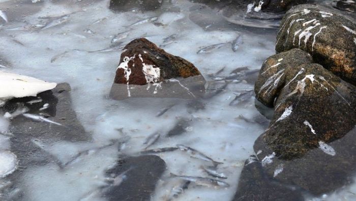 Shoal of herring frozen after a harsh wind, Norwegian Bay, Qikiqtaaluk Region, Nunavut, Canada, Arctic ocean