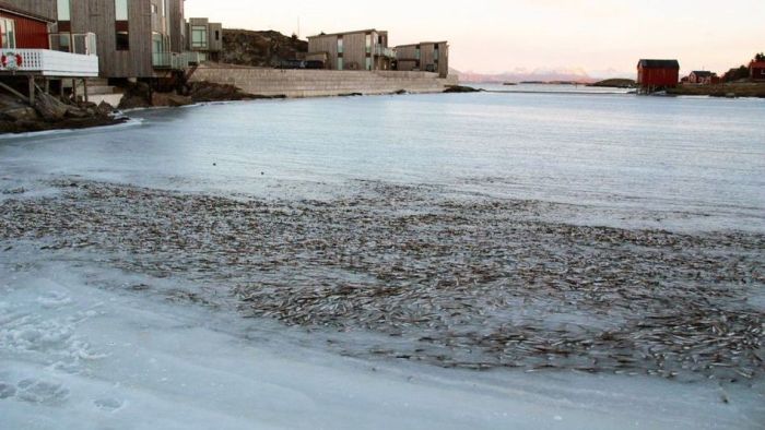 Shoal of herring frozen after a harsh wind, Norwegian Bay, Qikiqtaaluk Region, Nunavut, Canada, Arctic ocean