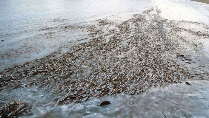 Shoal of herring frozen after a harsh wind, Norwegian Bay, Qikiqtaaluk Region, Nunavut, Canada, Arctic ocean