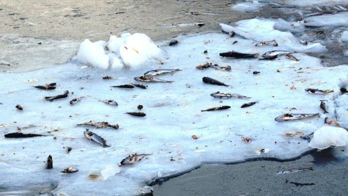 Shoal of herring frozen after a harsh wind, Norwegian Bay, Qikiqtaaluk Region, Nunavut, Canada, Arctic ocean