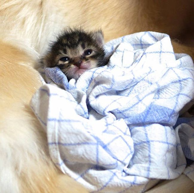 golden retriever with a kitten