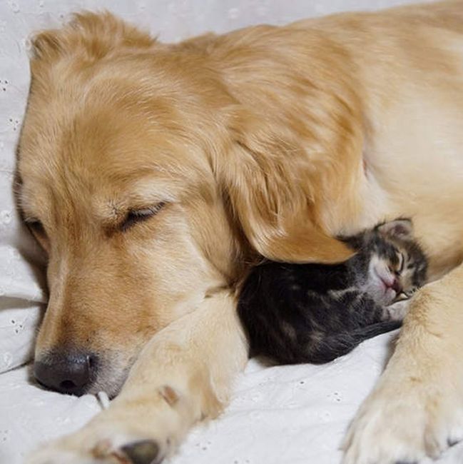 golden retriever with a kitten