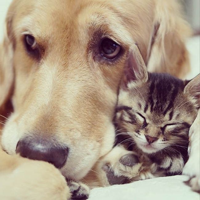 golden retriever with a kitten