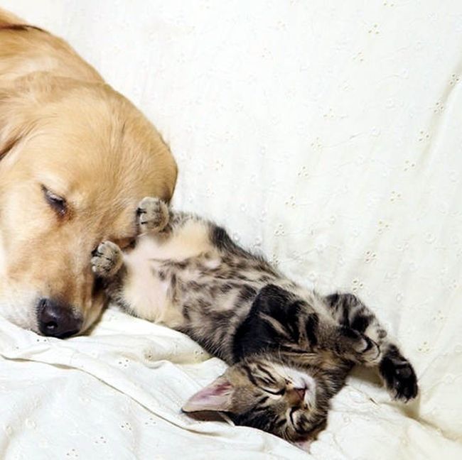 golden retriever with a kitten