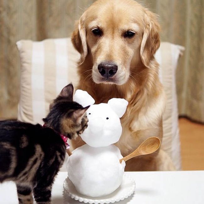 golden retriever with a kitten