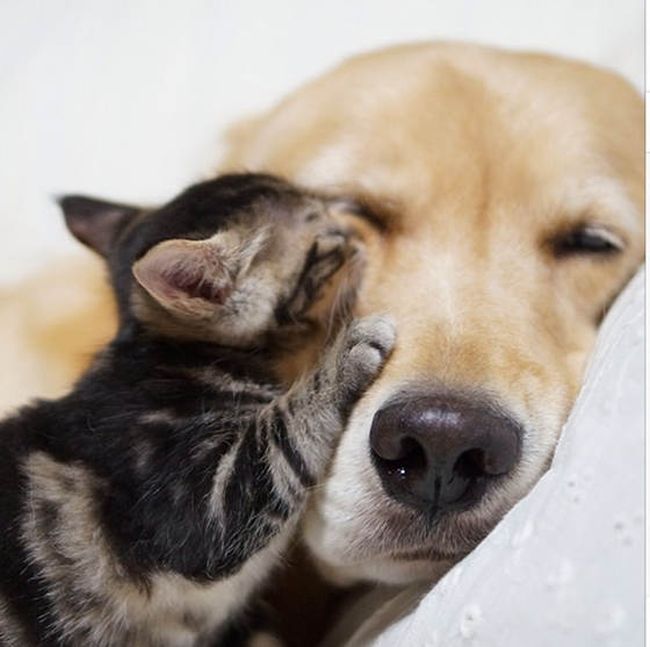 golden retriever with a kitten