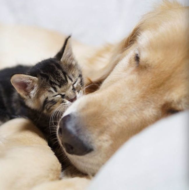 golden retriever with a kitten