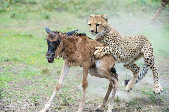 cheetah family killed a newborn cub