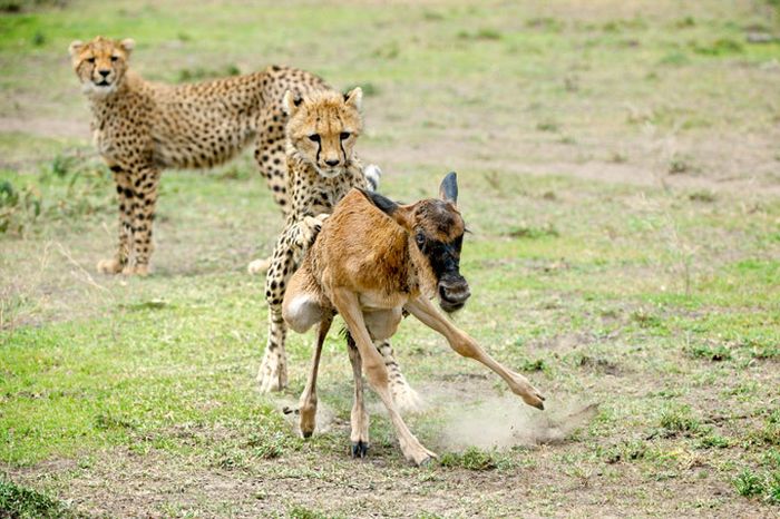 cheetah family killed a newborn cub