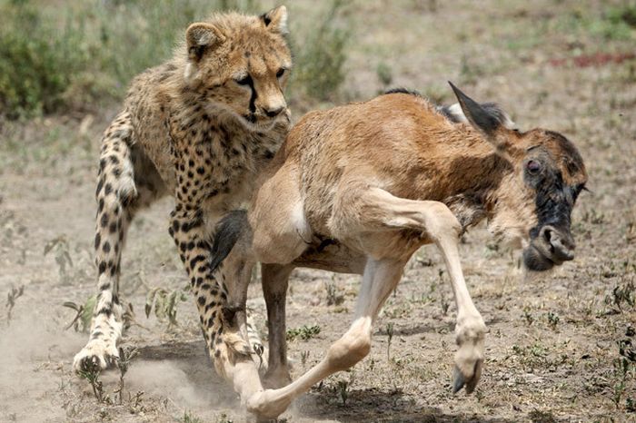 cheetah family killed a newborn cub