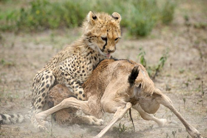cheetah family killed a newborn cub