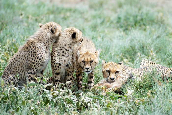 cheetah family killed a newborn cub