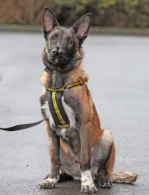 Malinois Belgian Shepherd dog with two noses, Glasgow, Scotland