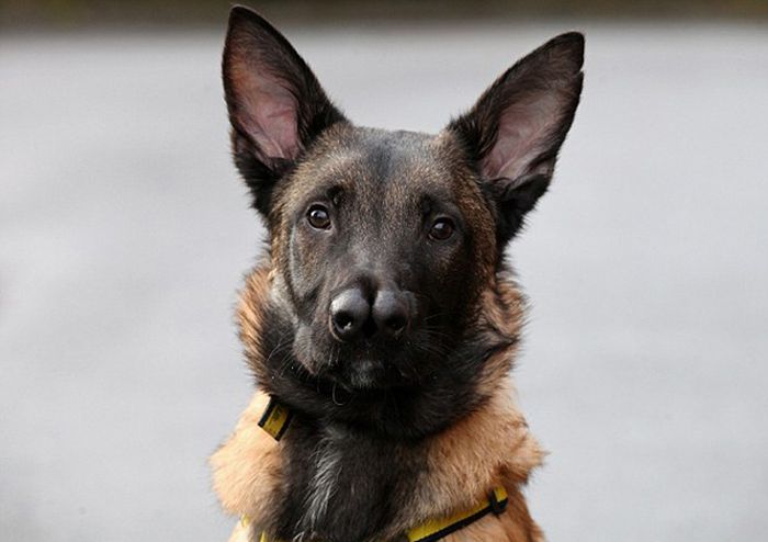 Malinois Belgian Shepherd dog with two noses, Glasgow, Scotland