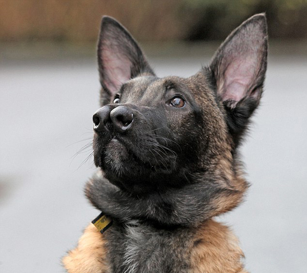 Malinois Belgian Shepherd dog with two noses, Glasgow, Scotland