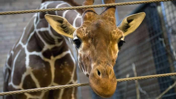 Marius, the giraffe killed and used for lions, København Zoo, Copenhagen, Denmark