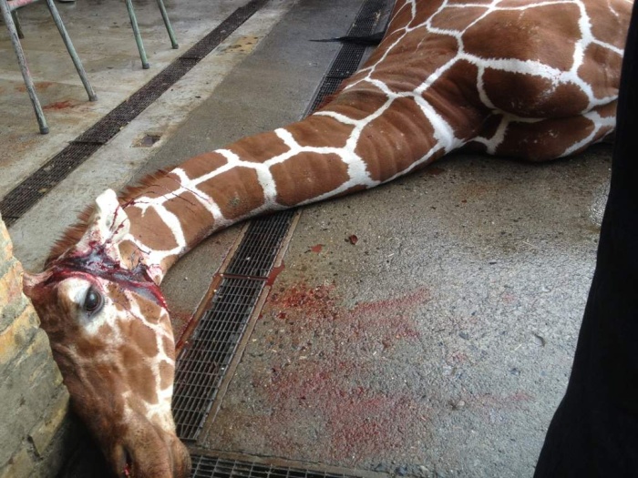 Marius, the giraffe killed and used for lions, København Zoo, Copenhagen, Denmark