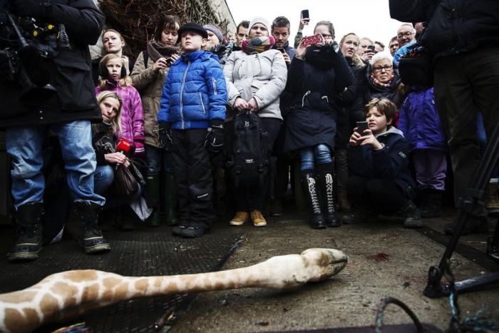Marius, the giraffe killed and used for lions, København Zoo, Copenhagen, Denmark