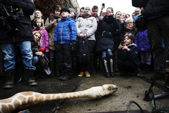 Marius, the giraffe killed and used for lions, København Zoo, Copenhagen, Denmark