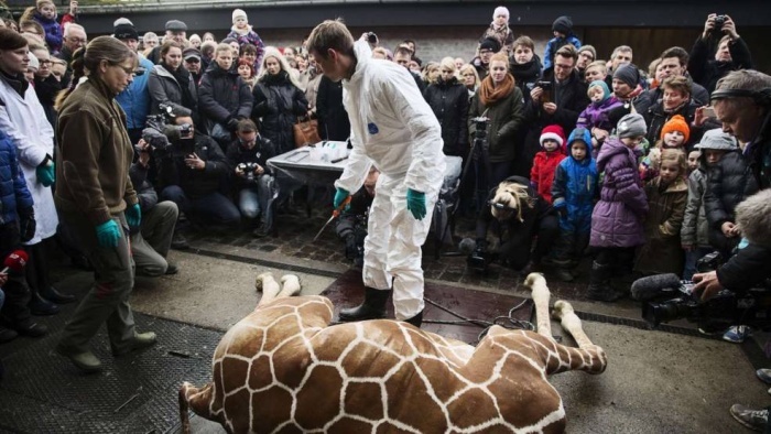 Marius, the giraffe killed and used for lions, København Zoo, Copenhagen, Denmark