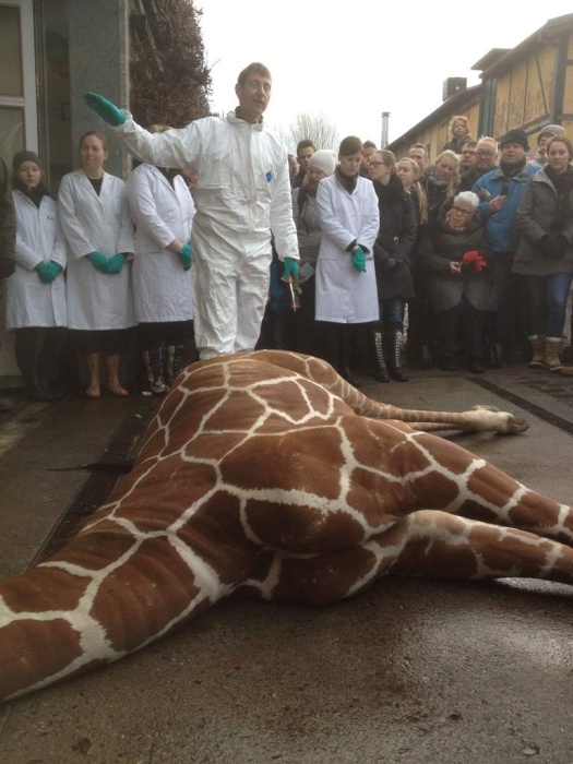 Marius, the giraffe killed and used for lions, København Zoo, Copenhagen, Denmark