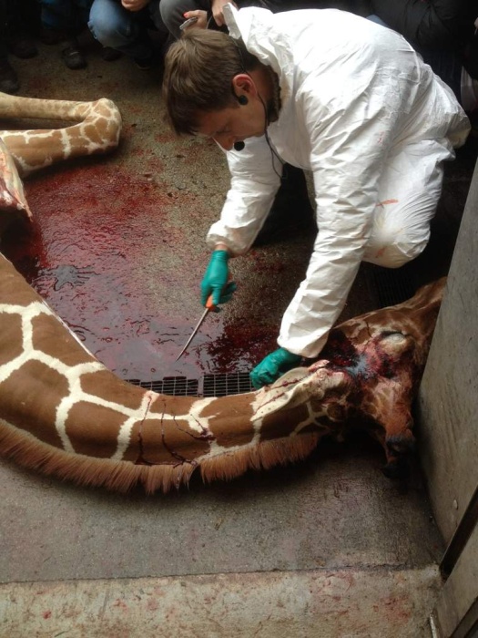 Marius, the giraffe killed and used for lions, København Zoo, Copenhagen, Denmark