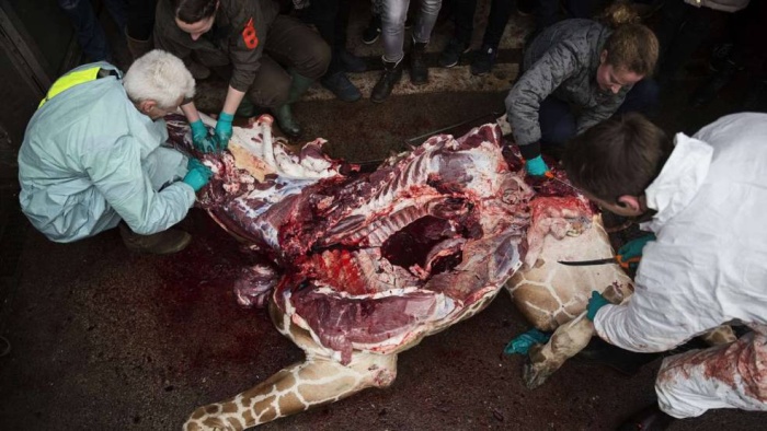 Marius, the giraffe killed and used for lions, København Zoo, Copenhagen, Denmark