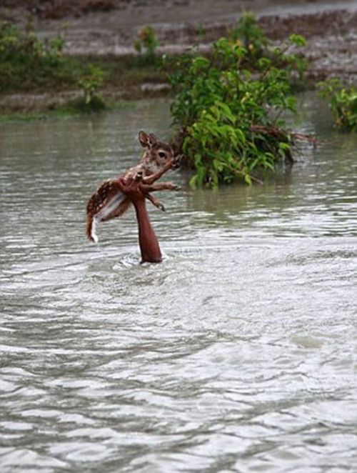 Boy saves a baby fawn, Bangladesh