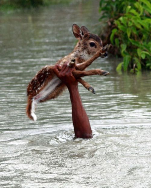 Boy saves a baby fawn, Bangladesh