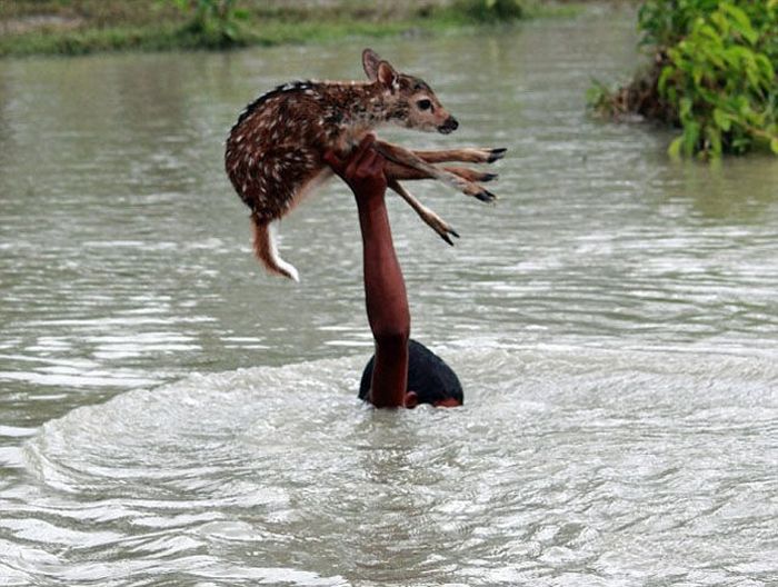 Boy saves a baby fawn, Bangladesh
