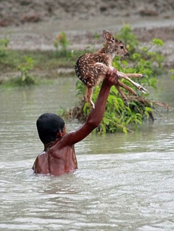 Boy saves a baby fawn, Bangladesh