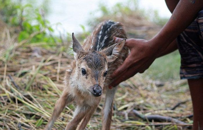 Boy saves a baby fawn, Bangladesh