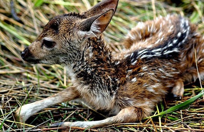 Boy saves a baby fawn, Bangladesh