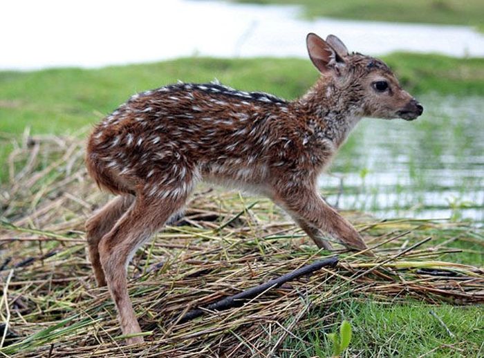 Boy saves a baby fawn, Bangladesh