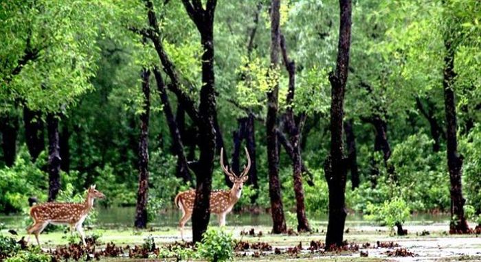 Boy saves a baby fawn, Bangladesh