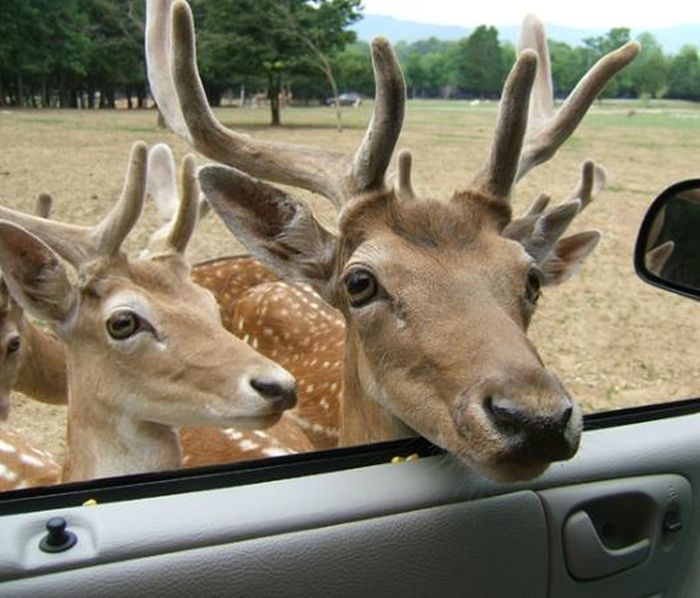 Harmony Park Safari, Huntsville, Alabama, United States