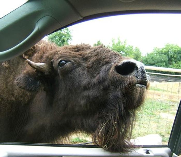 Harmony Park Safari, Huntsville, Alabama, United States