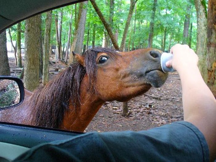 Harmony Park Safari, Huntsville, Alabama, United States