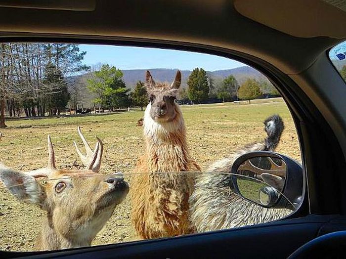 Harmony Park Safari, Huntsville, Alabama, United States