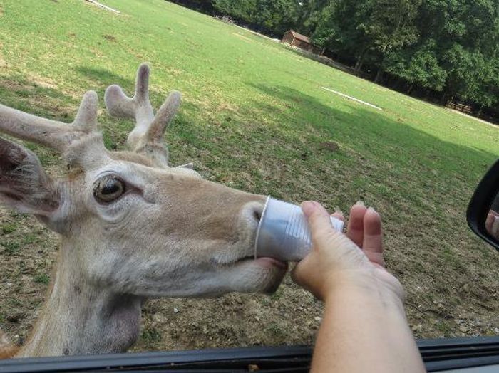 Harmony Park Safari, Huntsville, Alabama, United States