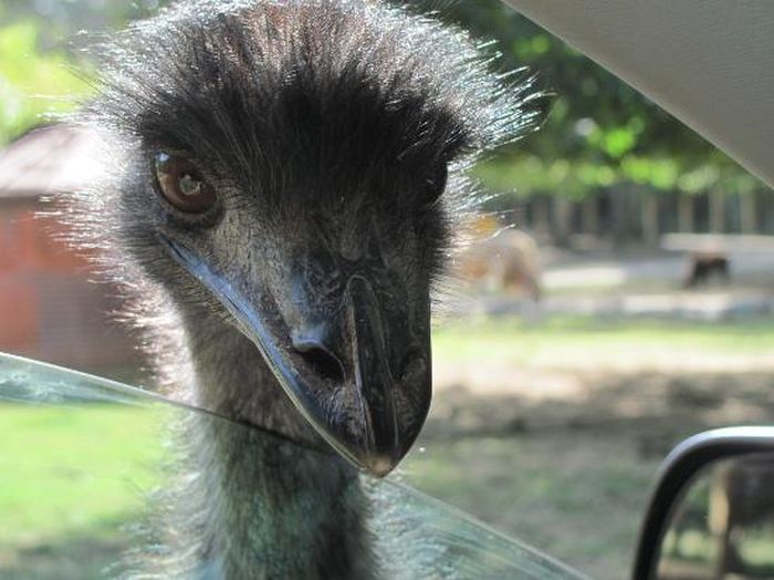 Harmony Park Safari, Huntsville, Alabama, United States