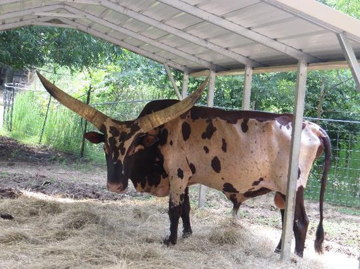 Harmony Park Safari, Huntsville, Alabama, United States