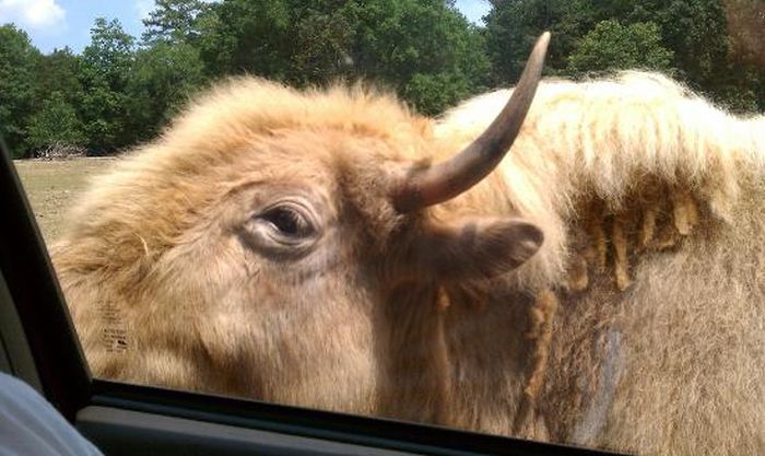 Harmony Park Safari, Huntsville, Alabama, United States