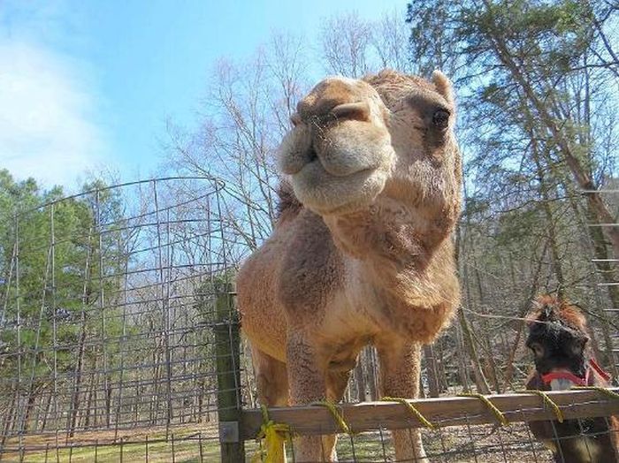 Harmony Park Safari, Huntsville, Alabama, United States