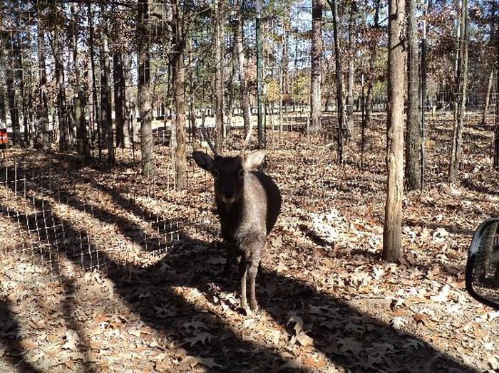 Harmony Park Safari, Huntsville, Alabama, United States