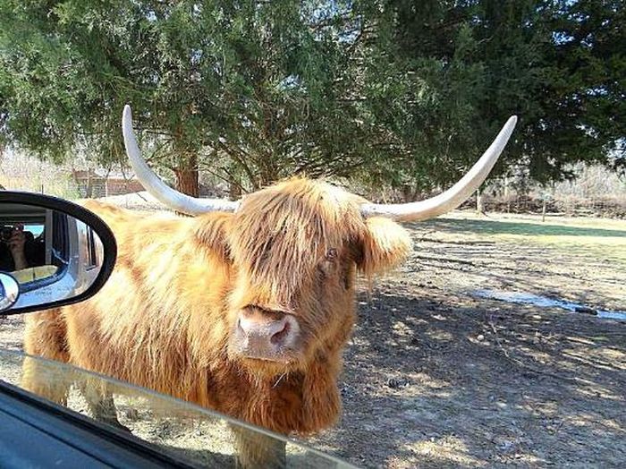 Harmony Park Safari, Huntsville, Alabama, United States